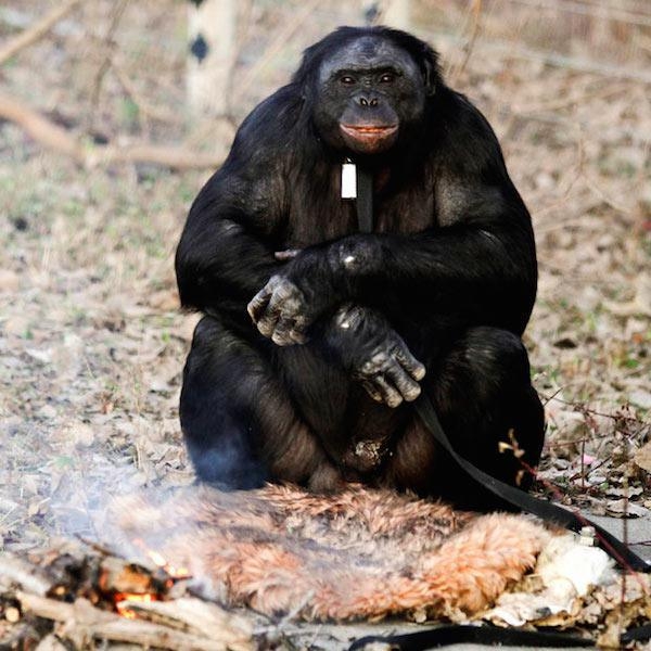 這隻超天才的猩猩在看了電影後，居然開始生火烤起棉花糖來吃？