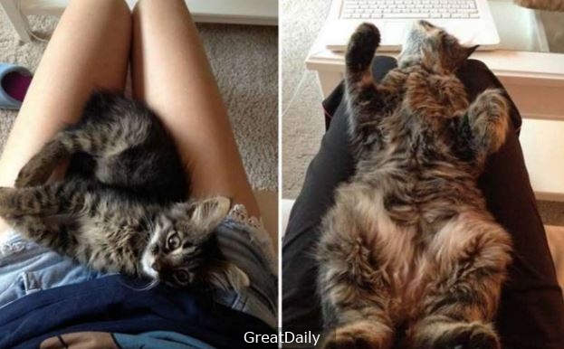 16張貓咪「從小到大的對比照片」萌到令人難忘！