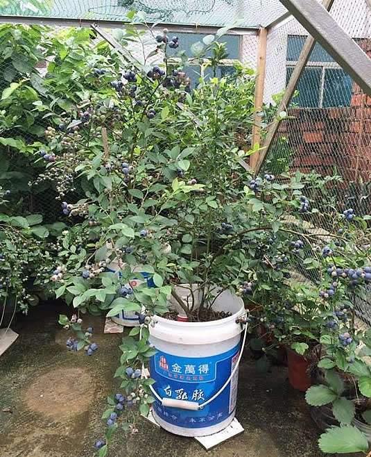 藍莓營養高但超貴，教你用一個桶「自己種」！結果多好養活，全家人都吃不完！
